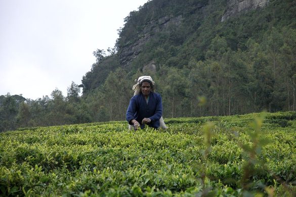 Why Is Pure Ceylon Tea the Best Tea in The World? Spill The Tea! | The ...