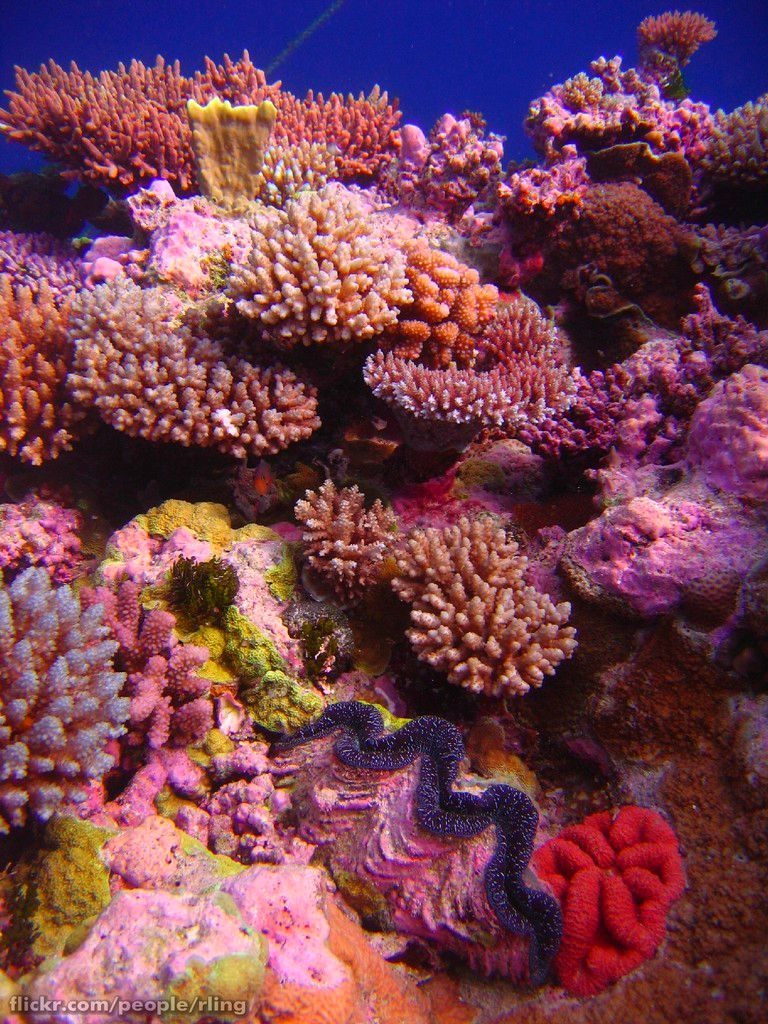 Coral